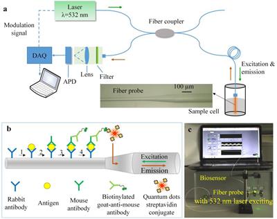 A New Optical Fiber Probe-Based Quantum Dots Immunofluorescence Biosensors in the Detection of Staphylococcus aureus